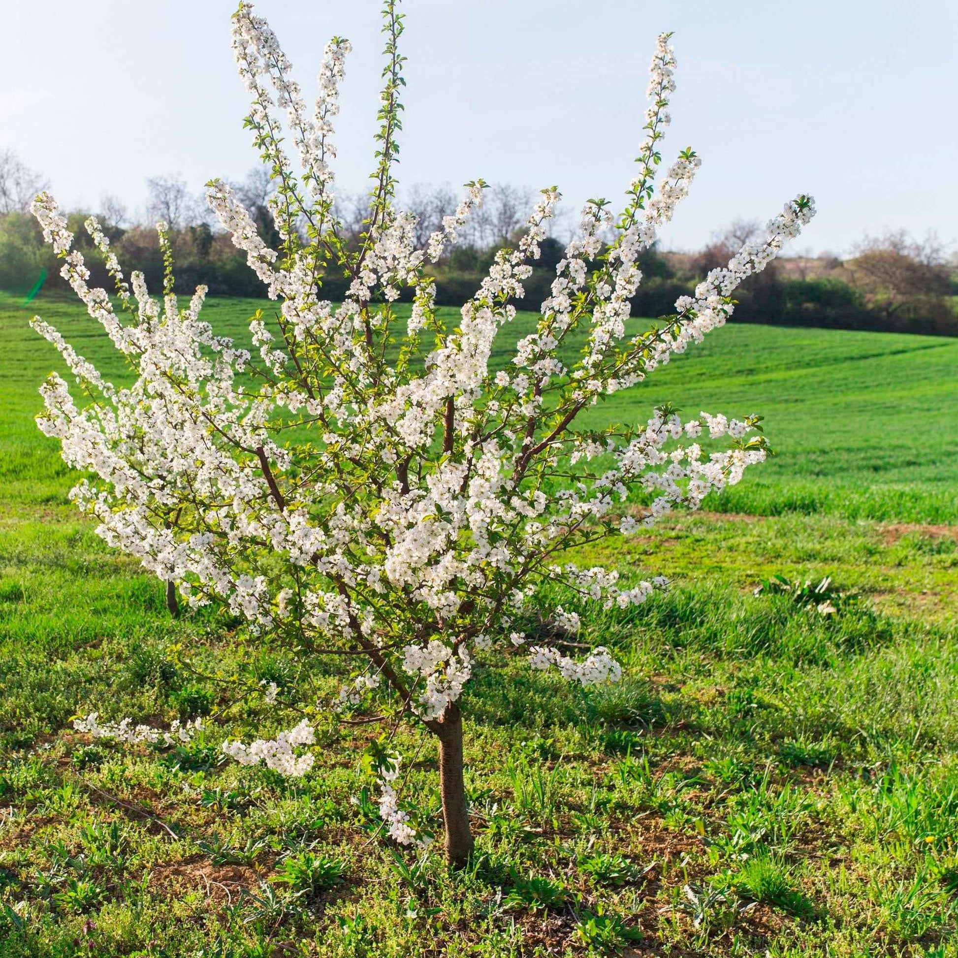 Cerisier nain Prunus 'Musketiers Athos'® - Arbres et haies