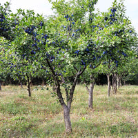 Prunier Prunus 'Valor' Violet - Arbres et haies