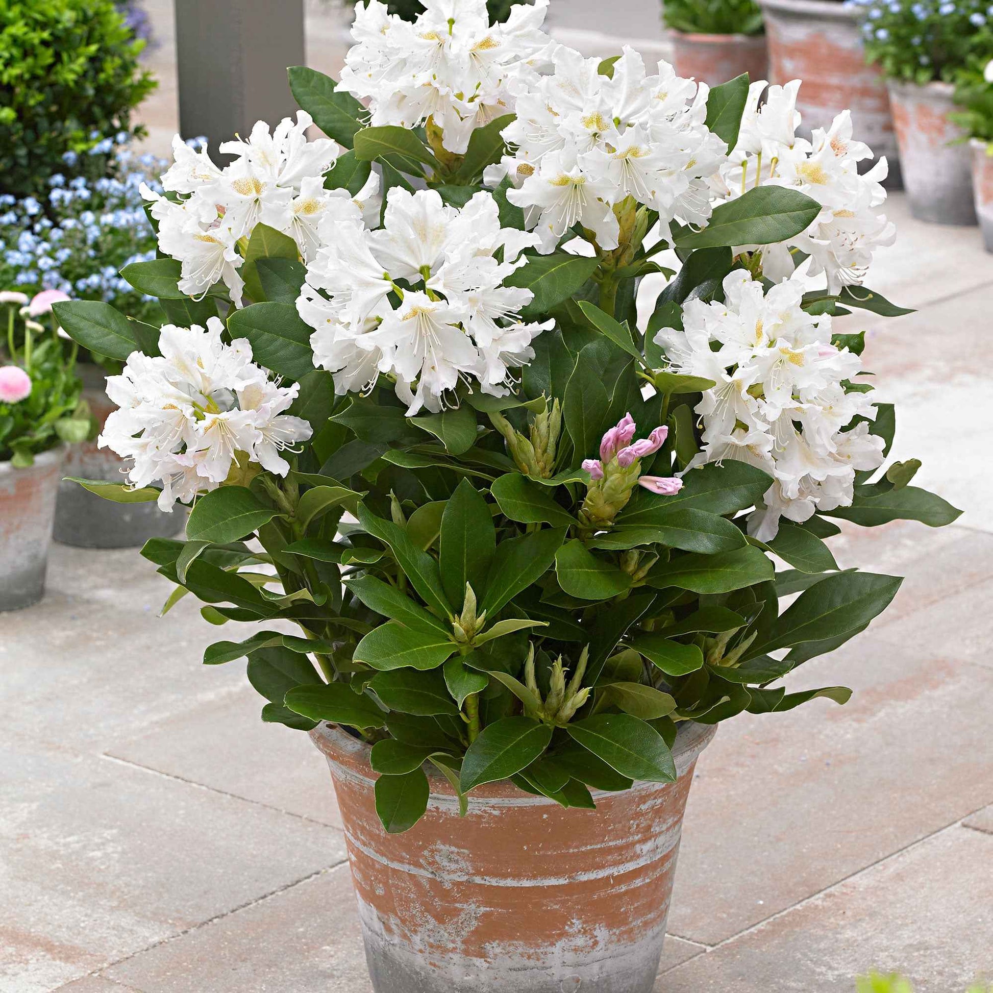 Rhododendron 'Percy Wiseman' - Plantes d'extérieur