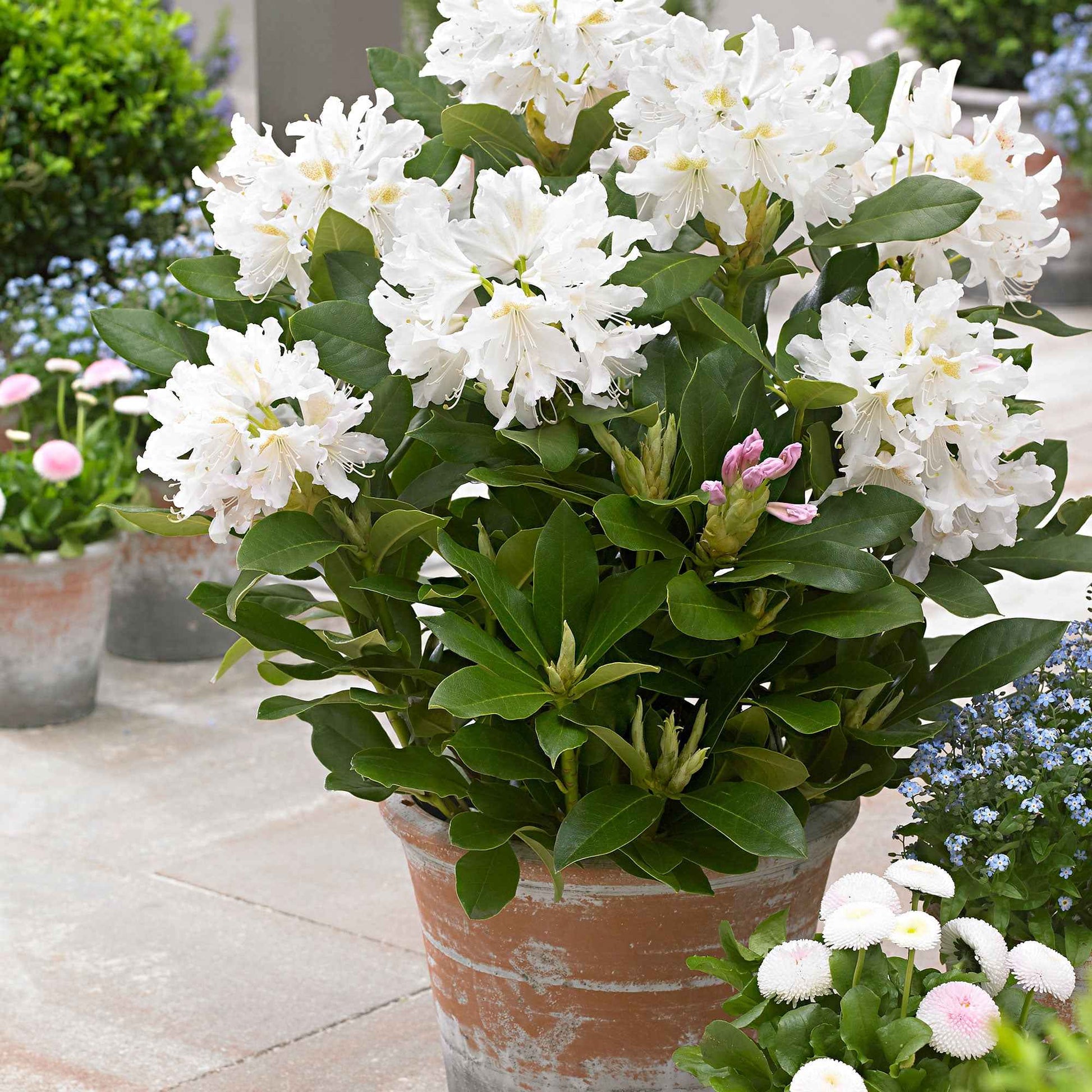 Rhododendron 'Percy Wiseman' - Arbustes