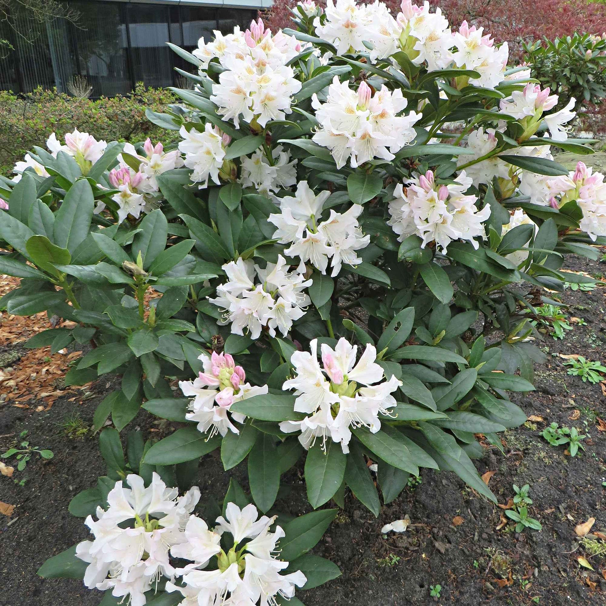 Rhododendron 'Percy Wiseman' - Caractéristiques des plantes