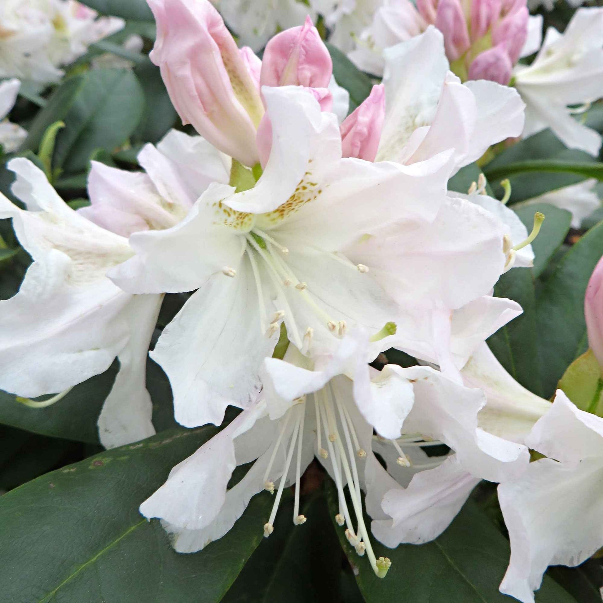 Rhododendron 'Percy Wiseman' - Arbustes fleuris