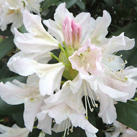 Rhododendron 'Percy Wiseman' - Plantes de jardin fleuris