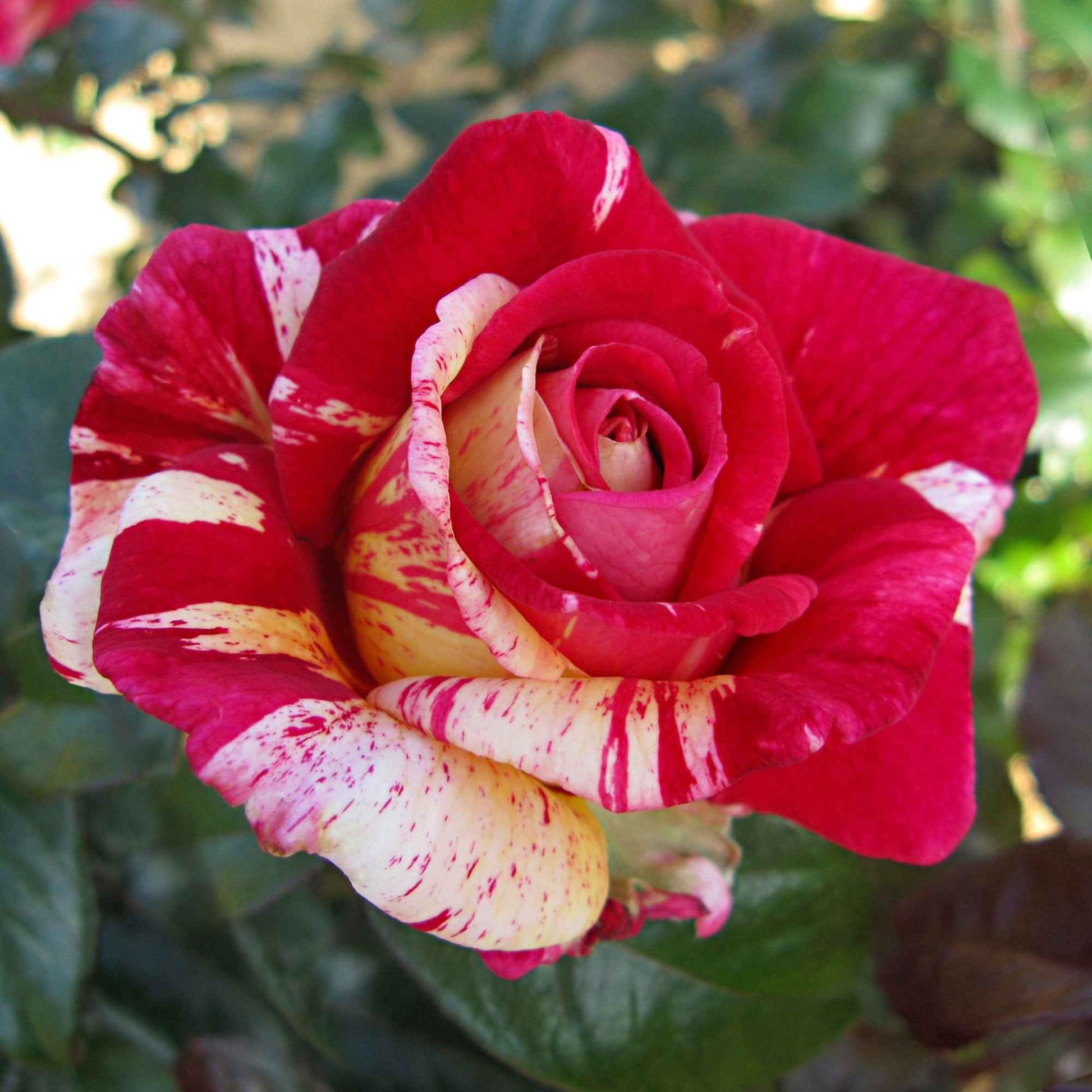 3x Rosier à grandes fleurs  Rosa 'Broceliande'® Rouge-Crème  - Plants à racines nues - Arbustes à papillons et plantes mellifères