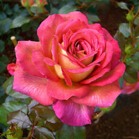 3x Rosier à grandes fleurs  Rosa 'Parfum de Grasse'® Rose-Jaune  - Plants à racines nues - Arbustes