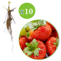 10x Fraise Fragaria 'Sonata' rouge - Plants à racines nues - Jardinage : les tendances actuelles