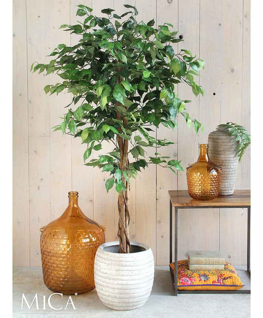 Ficus Benjamina - Plantes artificielles