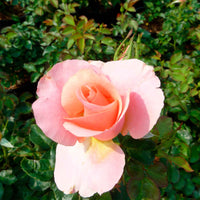 Rosier Rosa 'Myveta'® Rose - Espèces de plantes