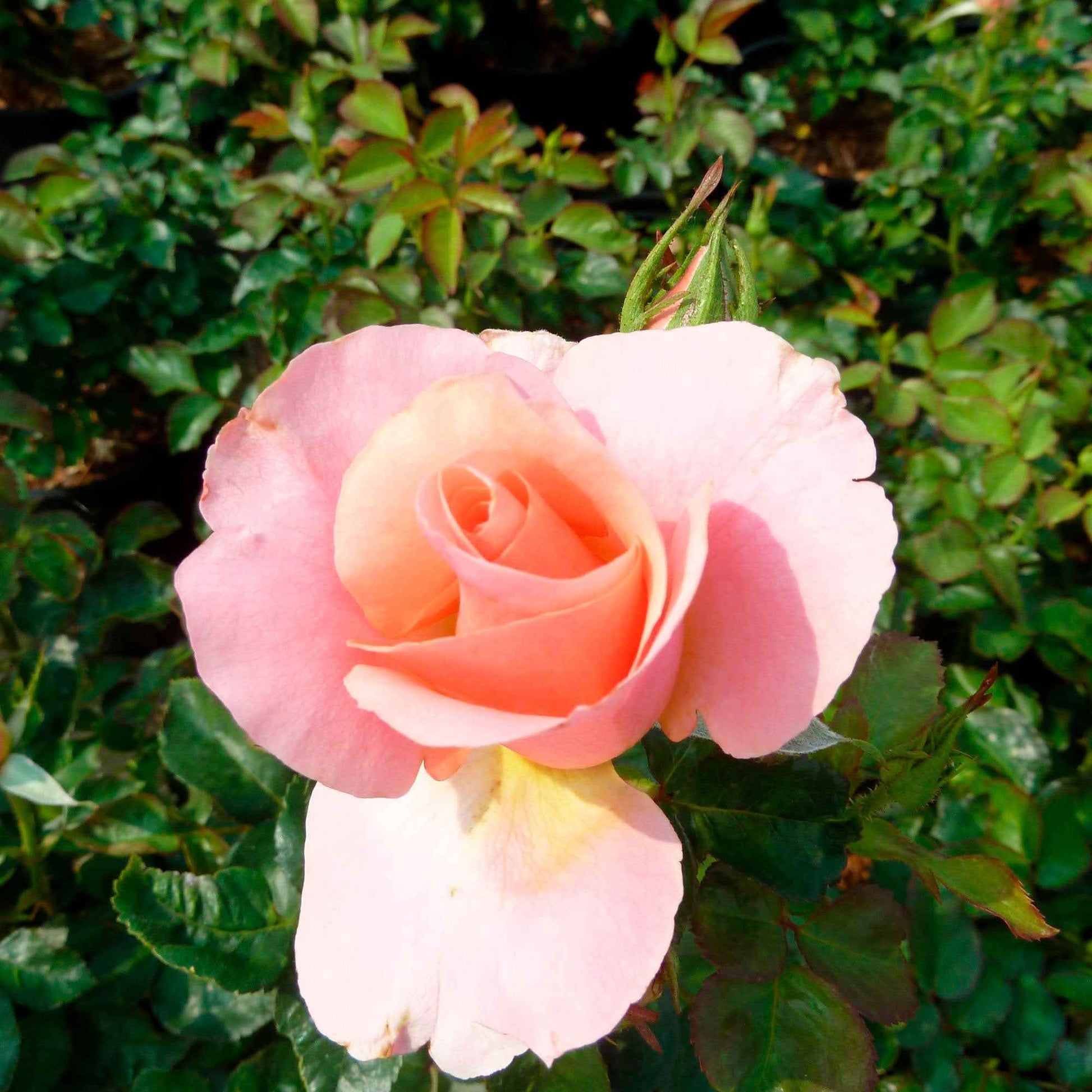 Rosier Rosa 'Myveta'® Rose - Espèces de plantes