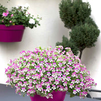 3x Géranium Pelargonium 'Mosquitaway Louise' blanc-rose - Fleurs de balcon