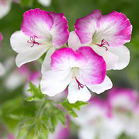 3x Géranium Pelargonium 'Mosquitaway Louise' blanc-rose - Plantes pour la terrasse et le balcon