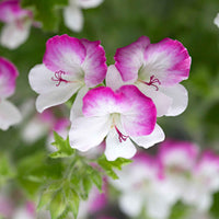 3x Géranium Pelargonium 'Mosquitaway Louise' blanc-rose - Plantes de balcon