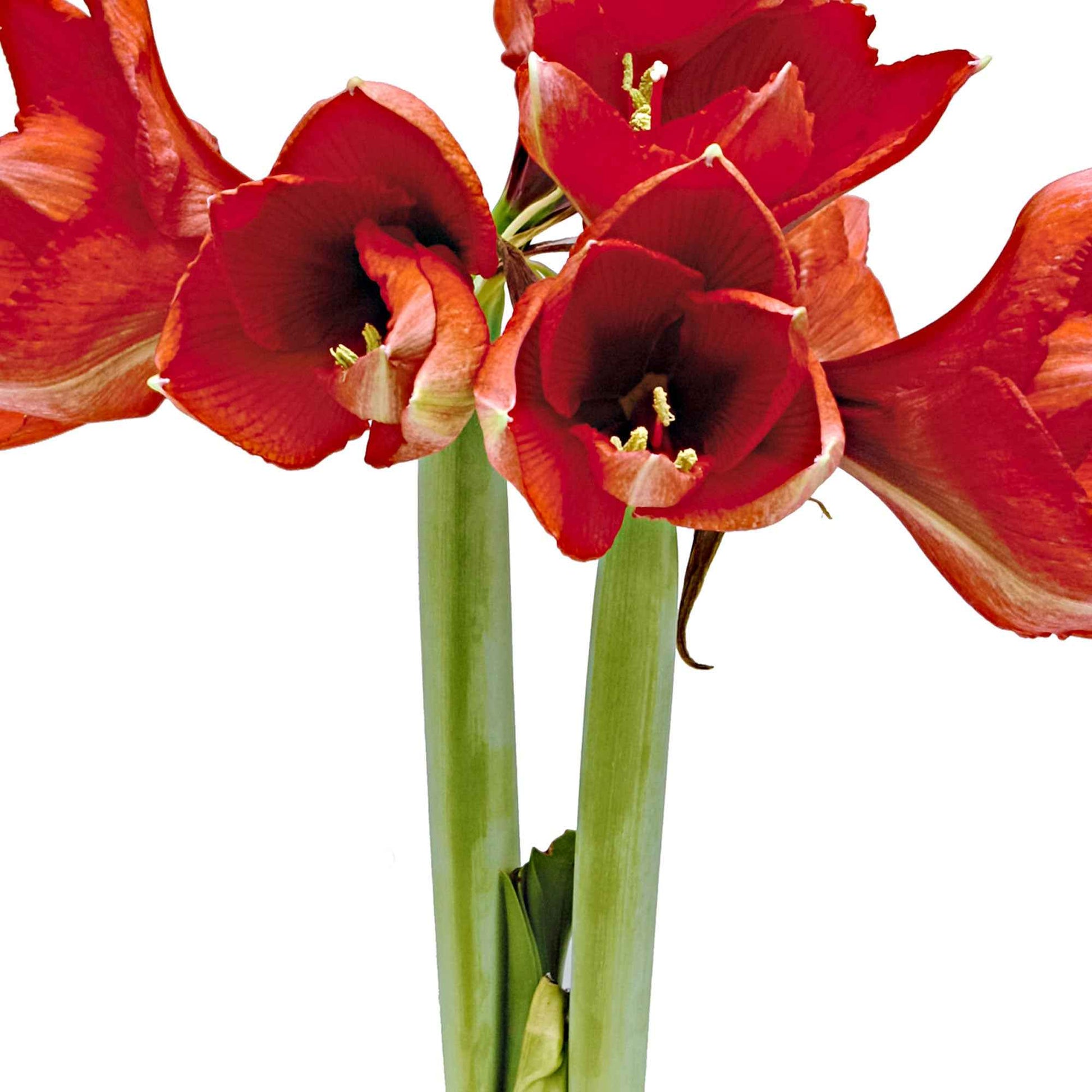 Wax amaryllis 'Parfumz' lavande - Bulbes de fleurs populaires