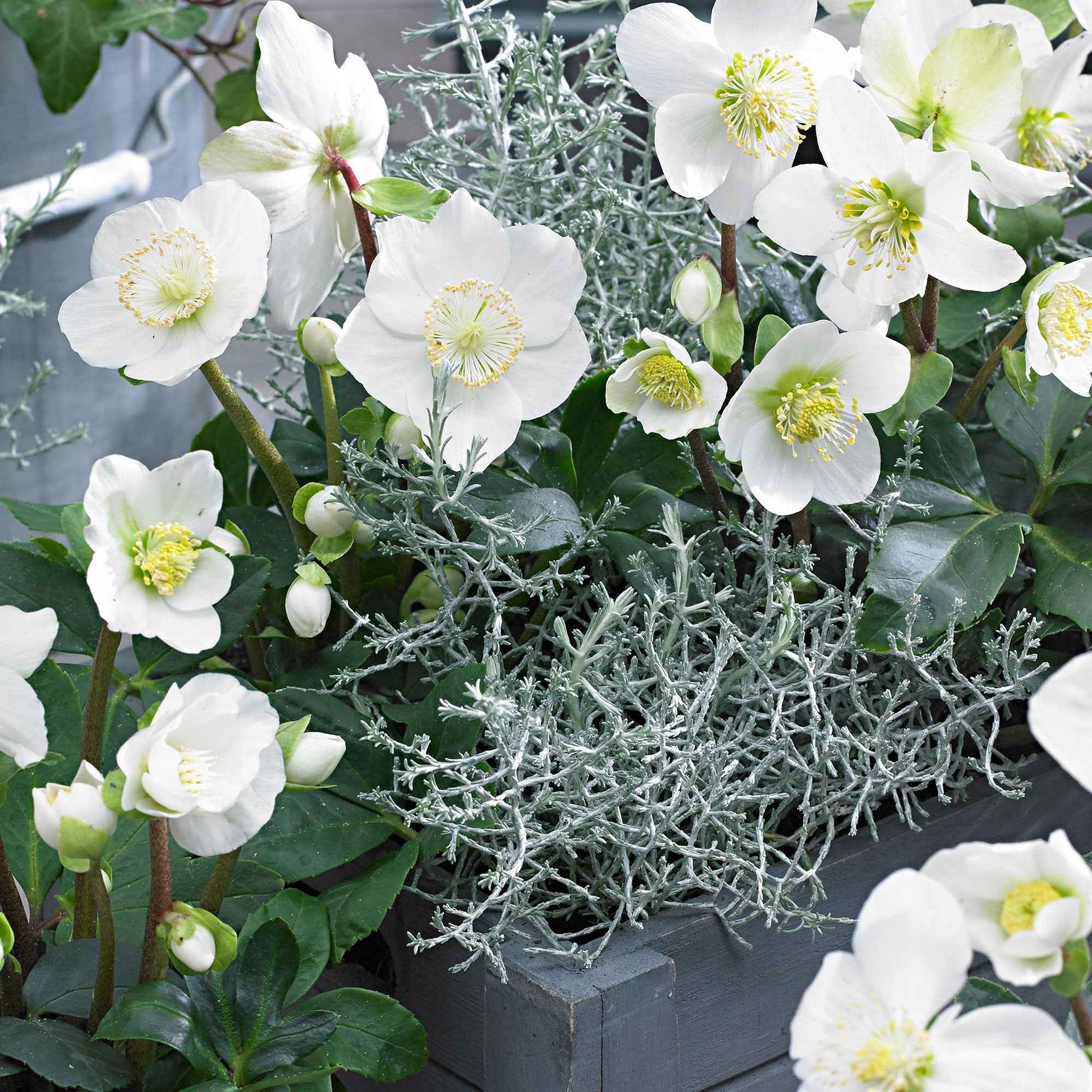 3x Rose de Noël Helleborus 'Christmas Carol' blanche avec cache-pot grise - Caractéristiques des plantes