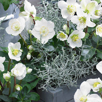 3x Rose de Noël Helleborus 'Christmas Carol' blanche avec cache-pot vert - Caractéristiques des plantes