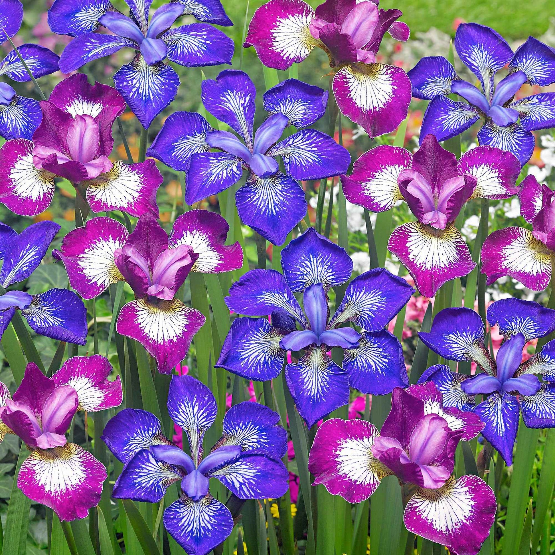 3x Iris de Sibérie - Mélange 'Star' mélange de couleurs - Plants à racines nues - Caractéristiques des plantes