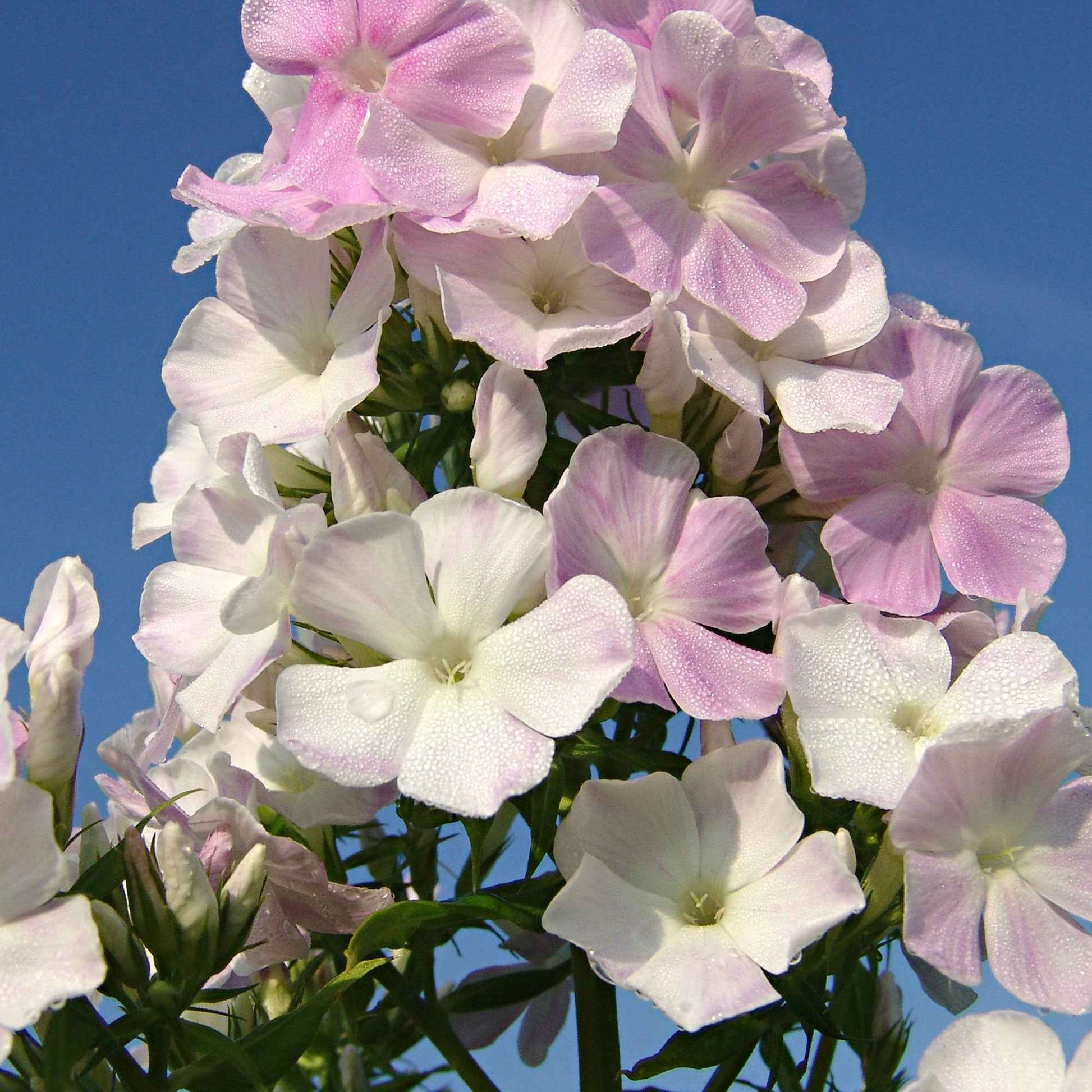 3x Phlox 'Cool Water' blanc-rose - Plants à racines nues - Caractéristiques des plantes