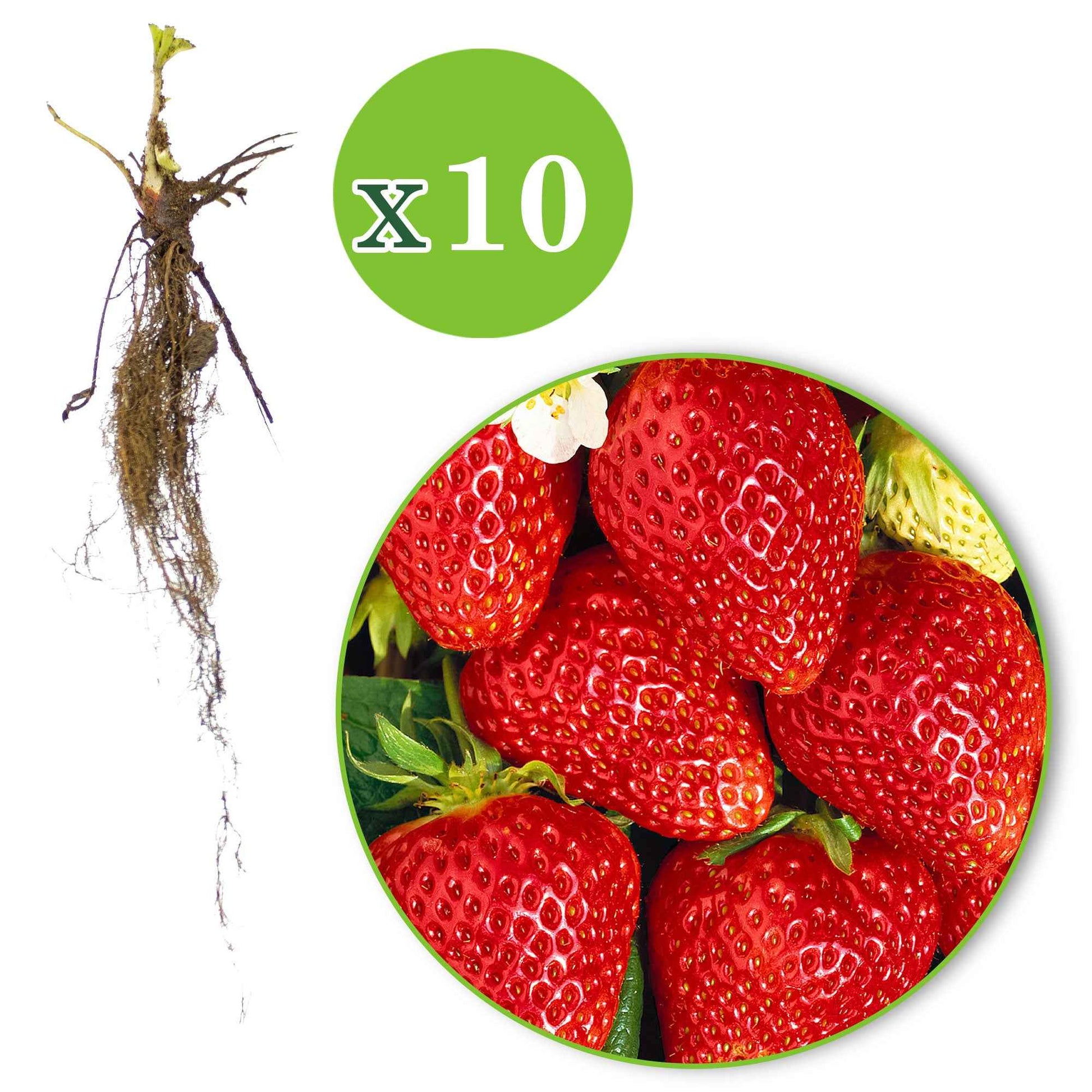 10x Fraise Fragaria 'Lambada' rouge - Plants à racines nues - Jardinage : les tendances actuelles