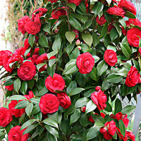 Camélia Camellia japonica 'Black Lace' rouge avec cache-pot - Arbustes fleuris