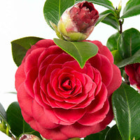 Camélia Camellia japonica 'Black Lace' rouge avec cache-pot - Arbustes à feuillage persistant