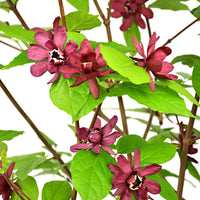 Calycanthus 'Hartlage Wine' rouge - Arbustes fleuris