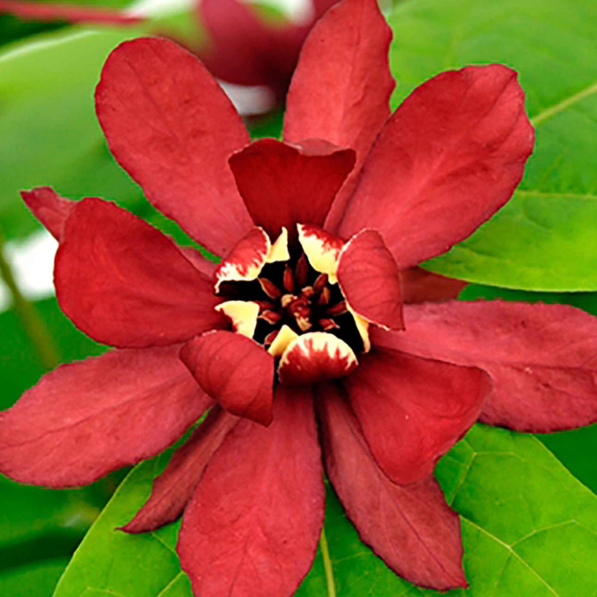 Calycanthus 'Hartlage Wine' rouge - Arbustes à fleurs