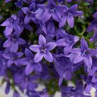 Campanule Campanula 'Lavender' – rustique 'Lavender' Violet - Couvre-sols