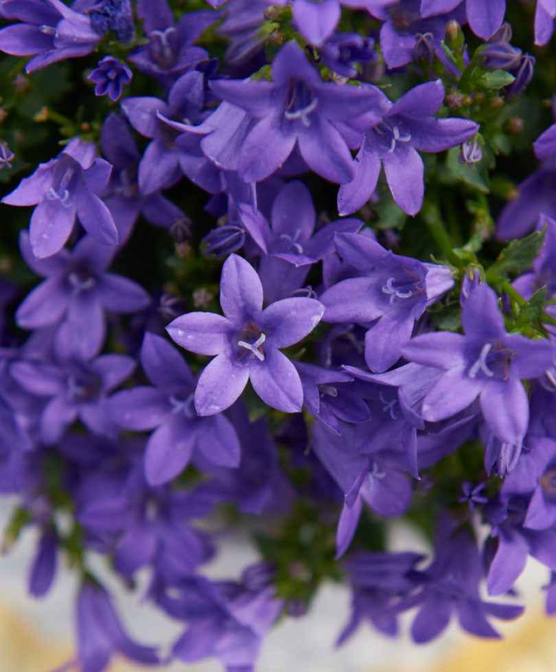 Campanule Campanula 'Lavender' – rustique 'Lavender' Violet - Couvre-sols