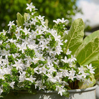 Campanule Poscharskyana Campanula 'Silberregen' Blanc - Bio - Arbustes à papillons et plantes mellifères