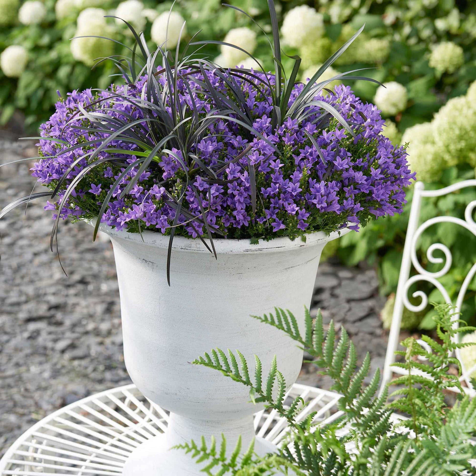 Campanula 'Adansa Purple' Violet - Arbustes à papillons et plantes mellifères
