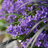 Campanula 'Adansa Purple' Violet - Couvre-sols