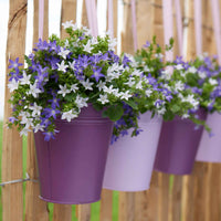 Campanule 'Adansa Twin'  'Adansa Twin' Blanc-Violet - Arbustes à papillons et plantes mellifères