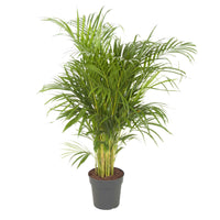 Palmier Aréca Dypsis lutescens XL - 1x hauteur de livraison 100-110 cm, pot de Diamètre 21 cm - Grandes plantes d intérieur - undefined