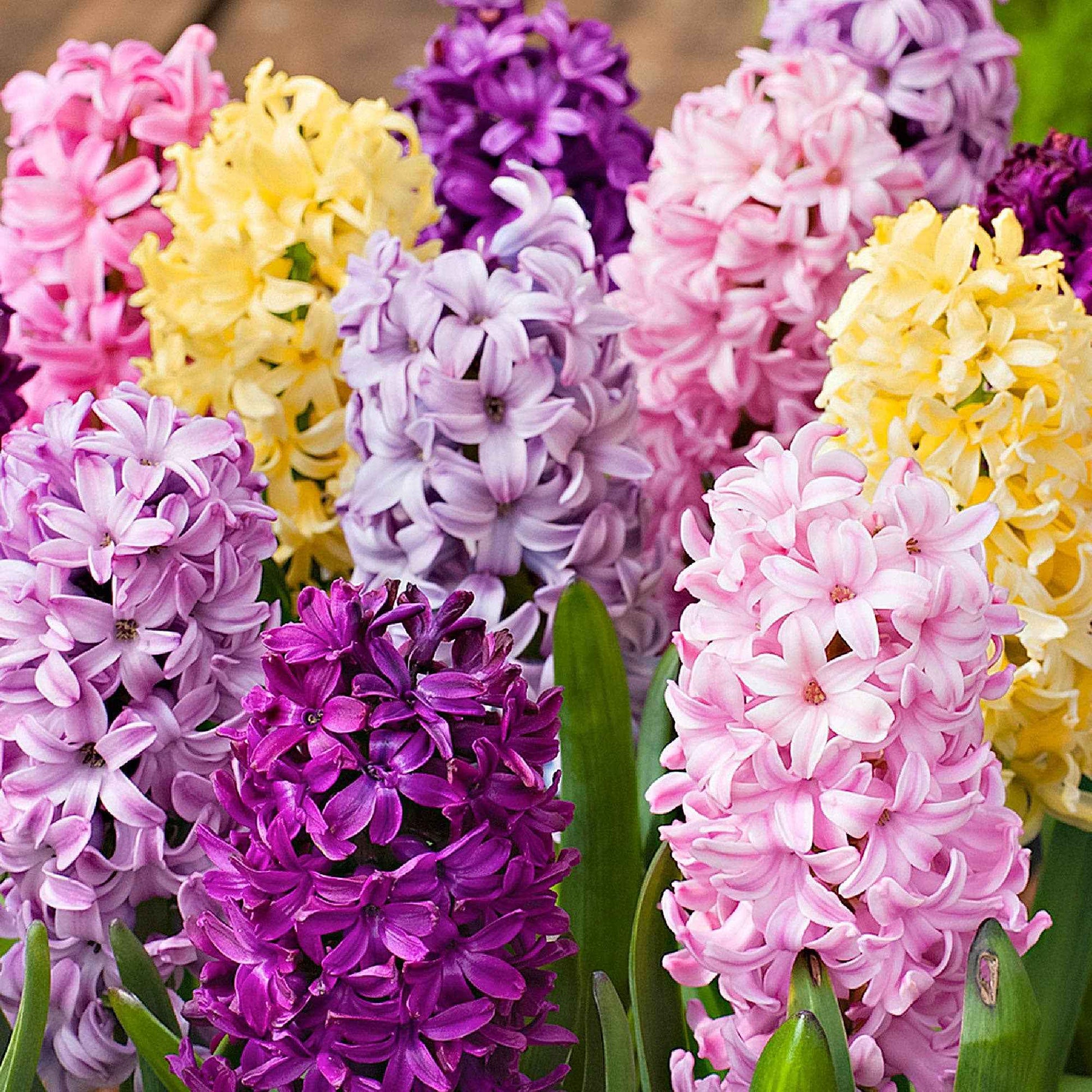 15 Jacinthe 'Dutch Spring' Mélange de couleurs - Bulbes de fleurs attirant les abeilles et les papillons
