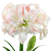 Amaryllis 'Aphrodite' rose-blanc - Amaryllis - Hippeastrum