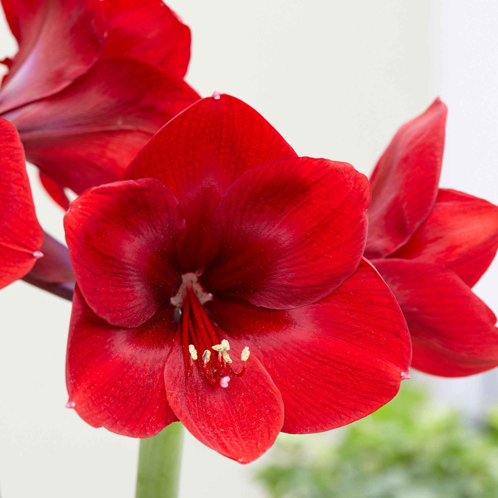 Amaryllis 'Premiere' rouge - Bulbes de fleurs populaires