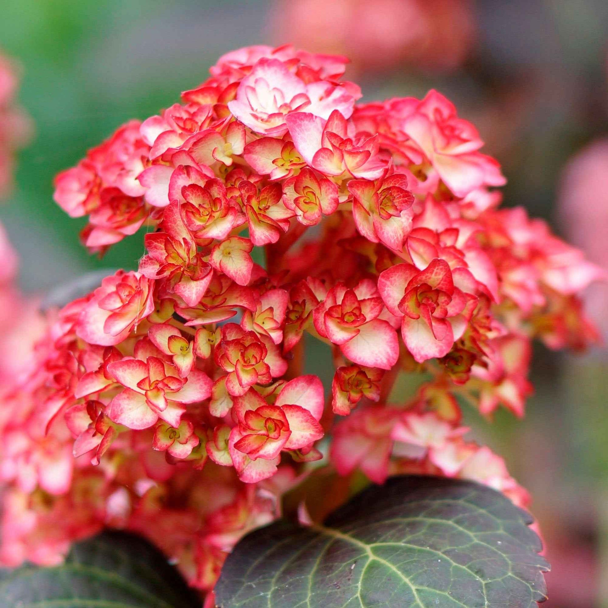 Hortensia Hydrangea 'Rosso Glory' Rouge - Buissons fleuris