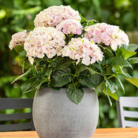 Hortensia Hydrangea 'Elegant Rose' Rose - Arbustes