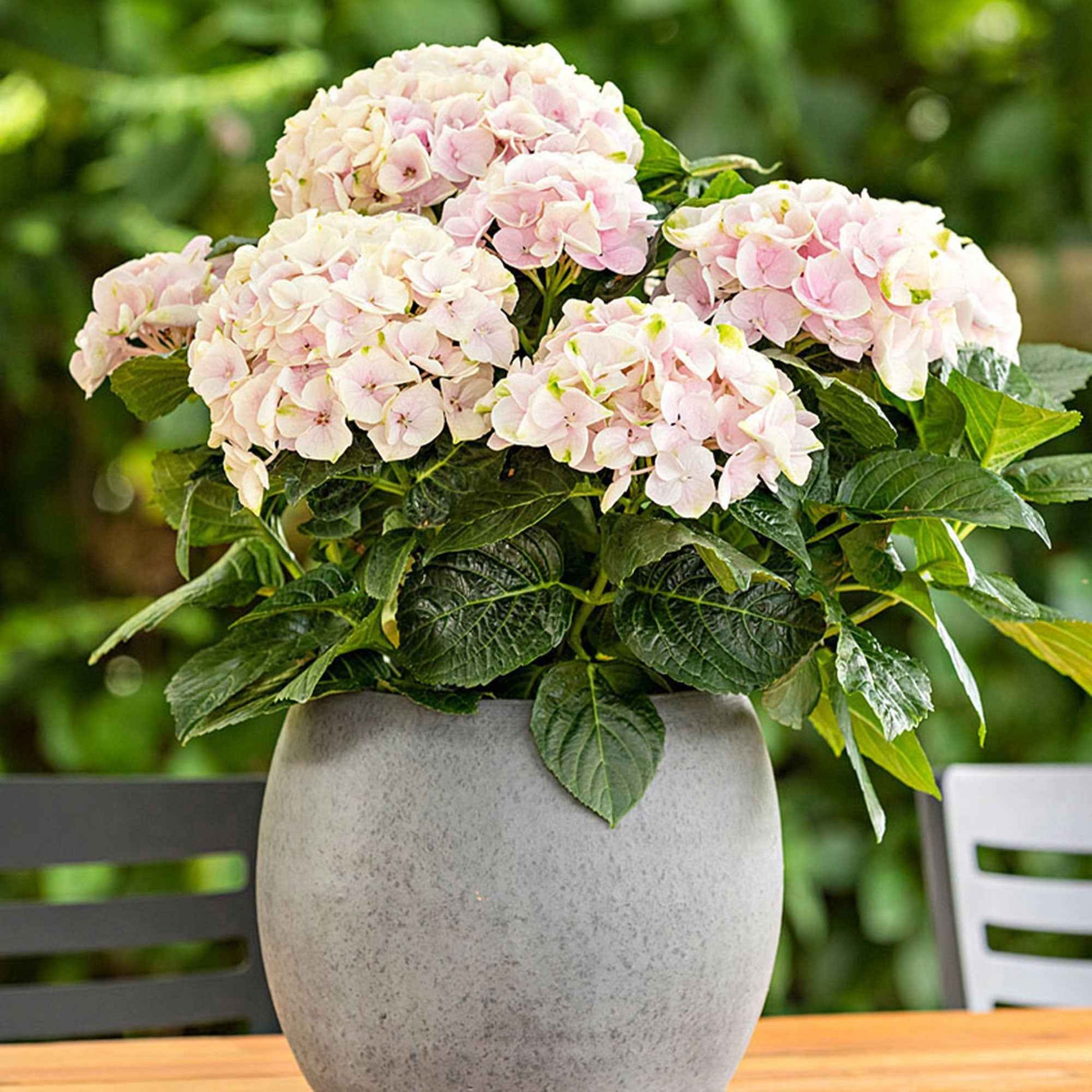Hortensia Hydrangea 'Elegant Rose' Rose - Arbustes fleuris