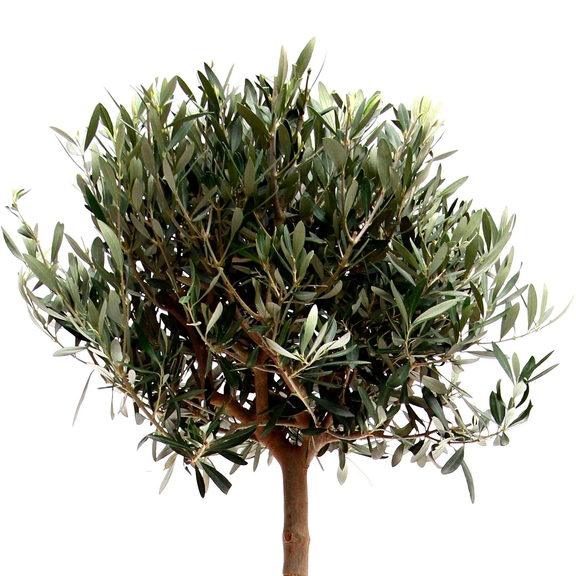 Olivier Olea europeana  sur tige 150-155 cm - Espèces de plantes