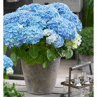 Hortensia 'Forever & Ever' Bleu - Arbustes fleuris