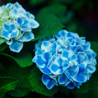 Hortensia 'Forever & Ever' Bleu - Arbustes à fleurs