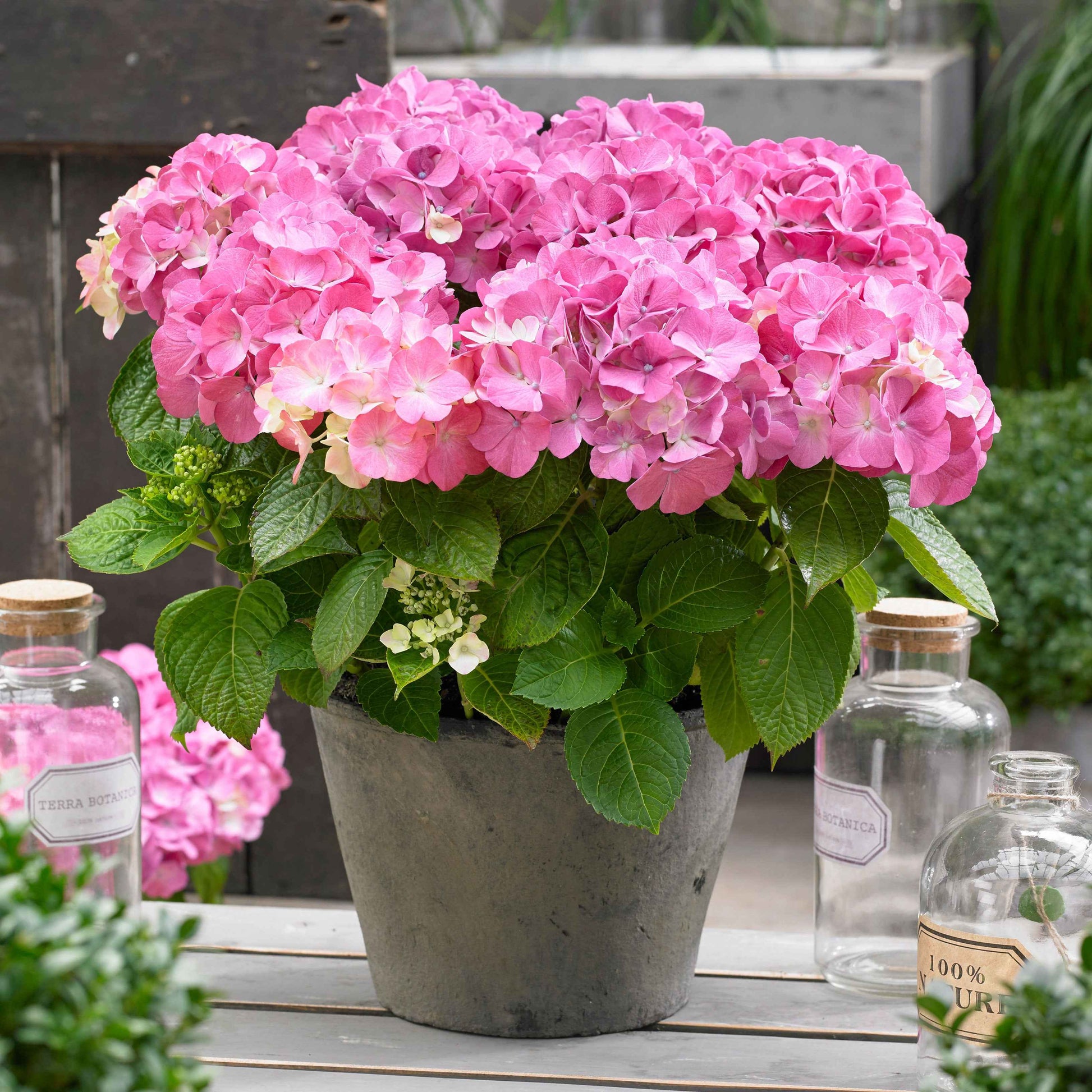 Hortensia 'Forever & Ever Pink' - Arbustes fleuris