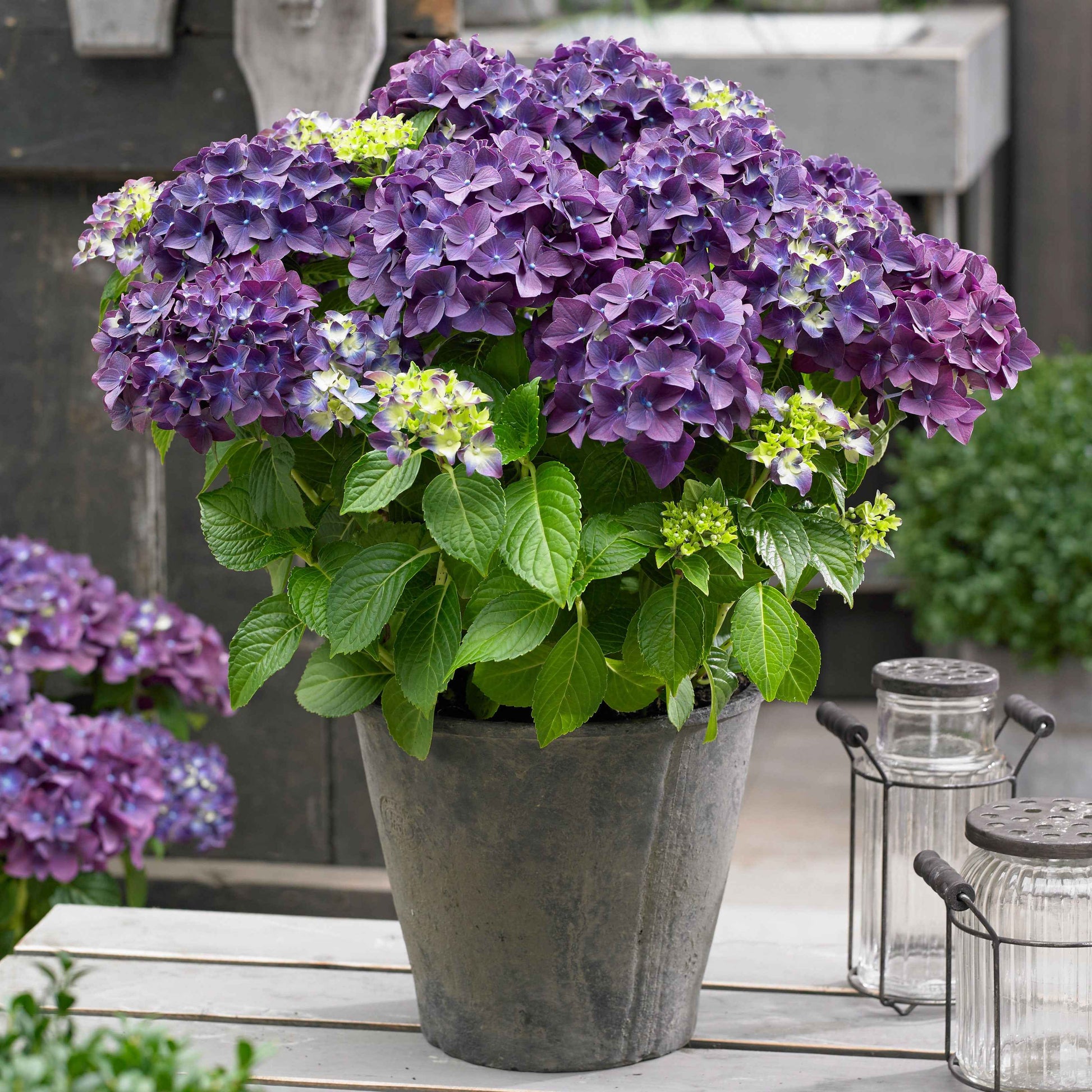Hortensia 'Forever & Ever Purple' - Arbustes fleuris