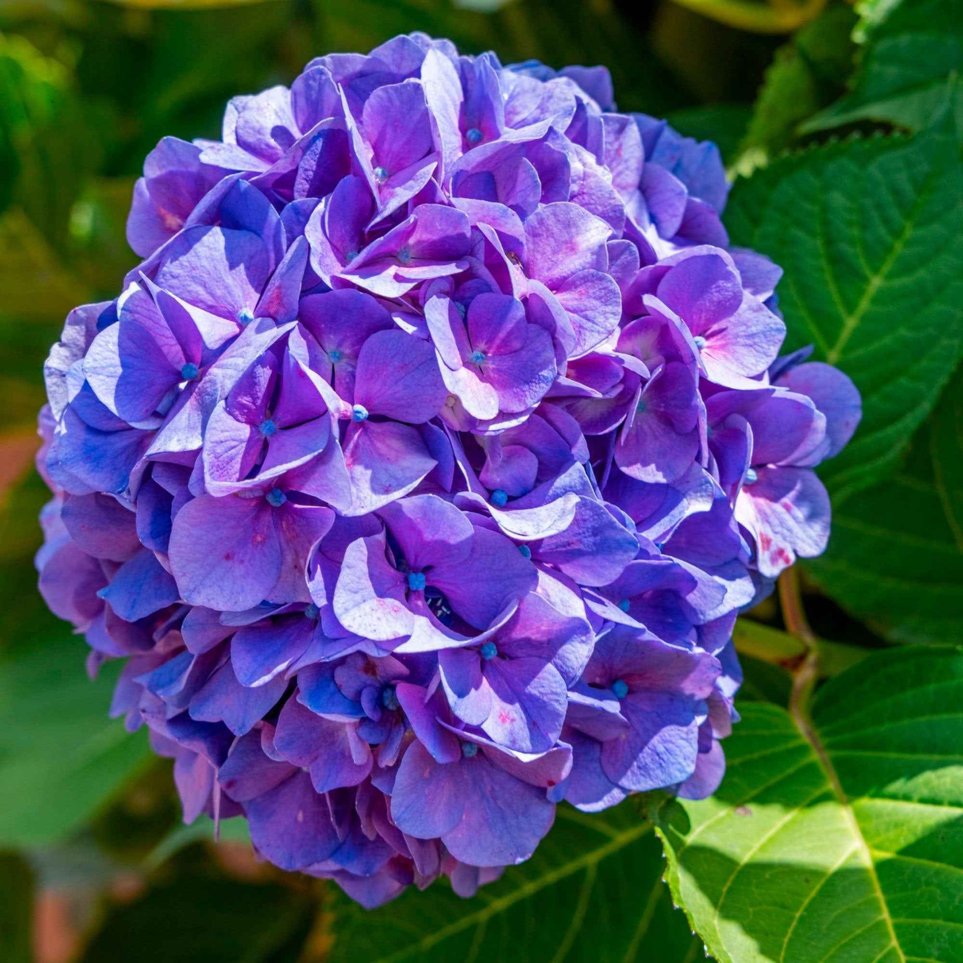 Hortensia 'Forever & Ever Purple' - Arbustes à fleurs