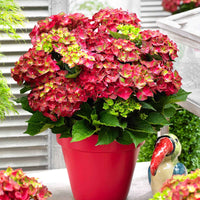 Hortensia Hydrangea 'Ruby Tuesday' Rouge - Arbustes de Balcon