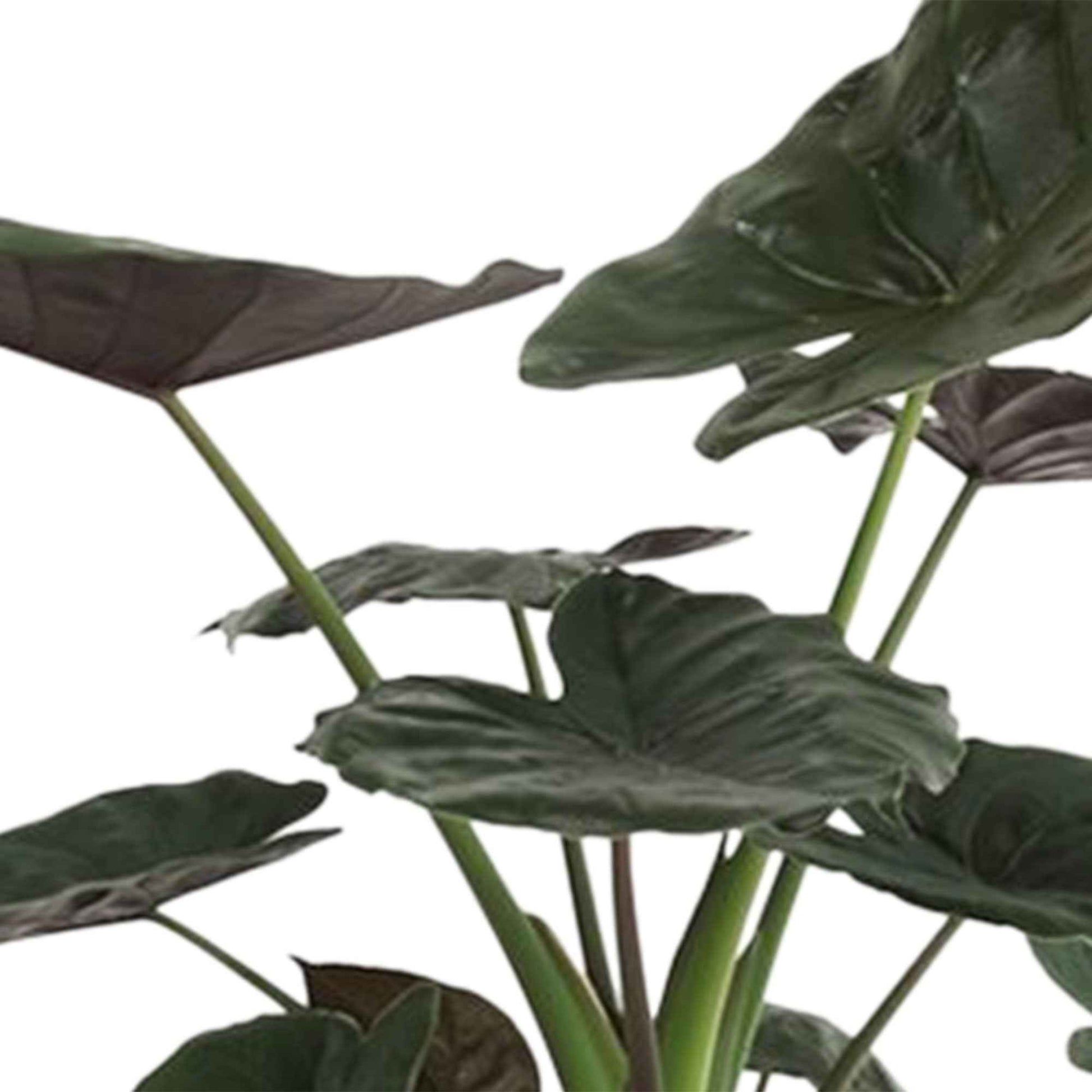 Oreilles d'éléphant Alocasia wentii XL - Petites plantes d'intérieur