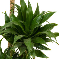 Dragonnier Dracaena 'Compacta' - Grandes plantes d'intérieur