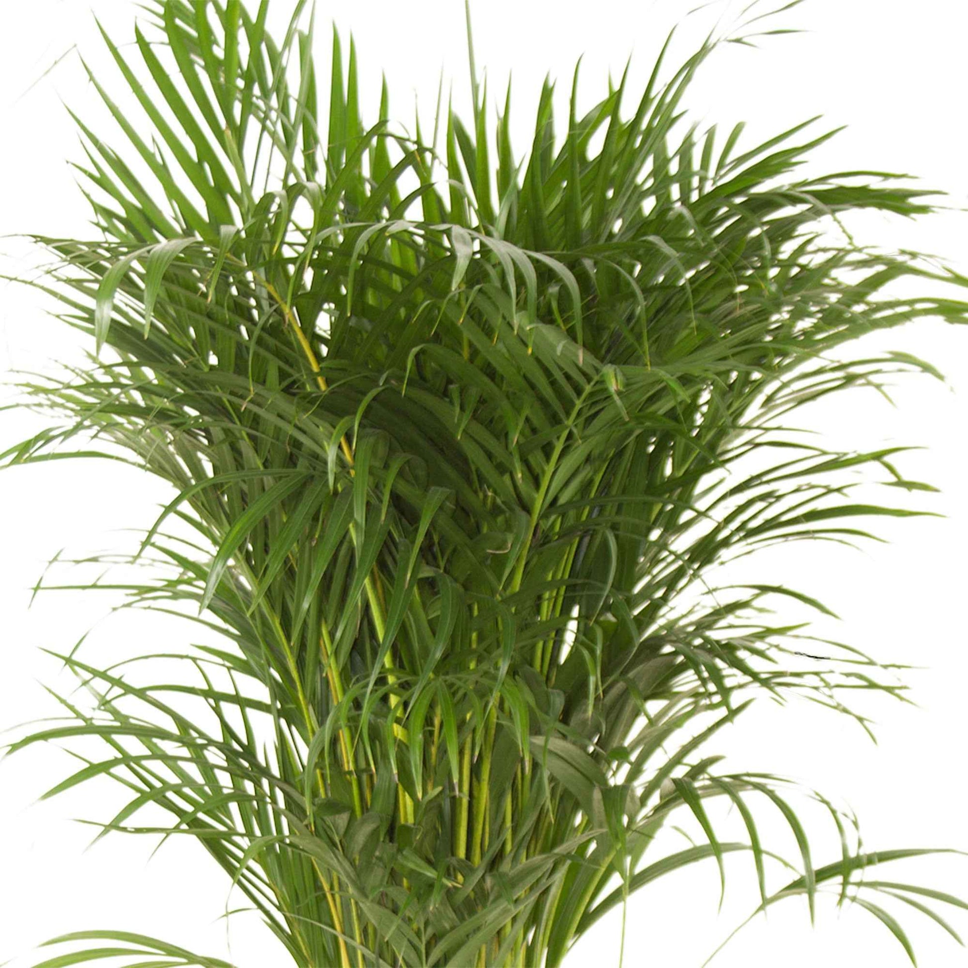 Palmier Aréca Dypsis lutescens XL - Palmiers