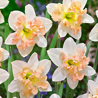 15x Narcisses Narcissus 'Palmares' blanc-rose - Bulbes de fleurs pour la terrasse et le balcon